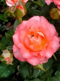 Hoa vẫn nở sân nhà tôi, chúc mọi nhà ngày lễ an Vui và đầm ấm