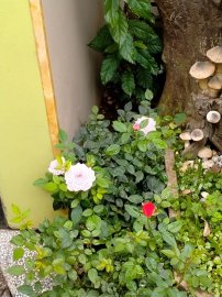 Hoa vẫn nở sân nhà tôi, chúc mọi nhà ngày lễ an Vui và đầm ấm