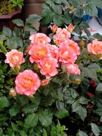 Hoa vẫn nở sân nhà tôi, chúc mọi nhà ngày lễ an Vui và đầm ấm