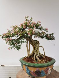 Ace nào yêu hoa ib riêng e nhé