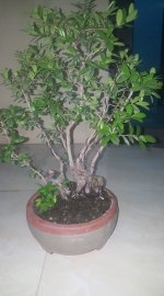 Hải châu