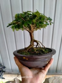 Trà mận hảo