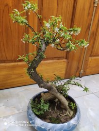 Em Mai và e Thủy đang hoa