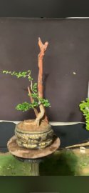 Món quà tuyệt vời