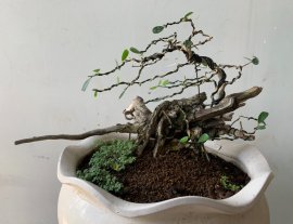 Tập tành cho thoã đam mê.