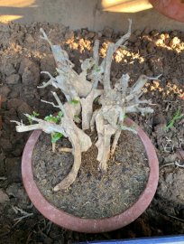 Trắc dây lũa và linh sam