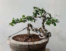 Trắc dây lũa và linh sam