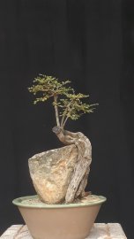 Bộ sưu tập sơn liễu