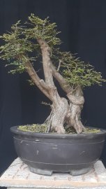 Bộ sưu tập sơn liễu