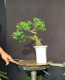 Linh Sam Sông Hinh
