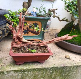 Anh Ny Châu có nhớ ko hỉ 