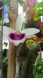 Bông ám rất thơm đã ra đời