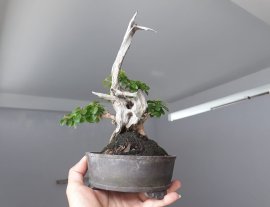 Sam Ngọc lủa zin...