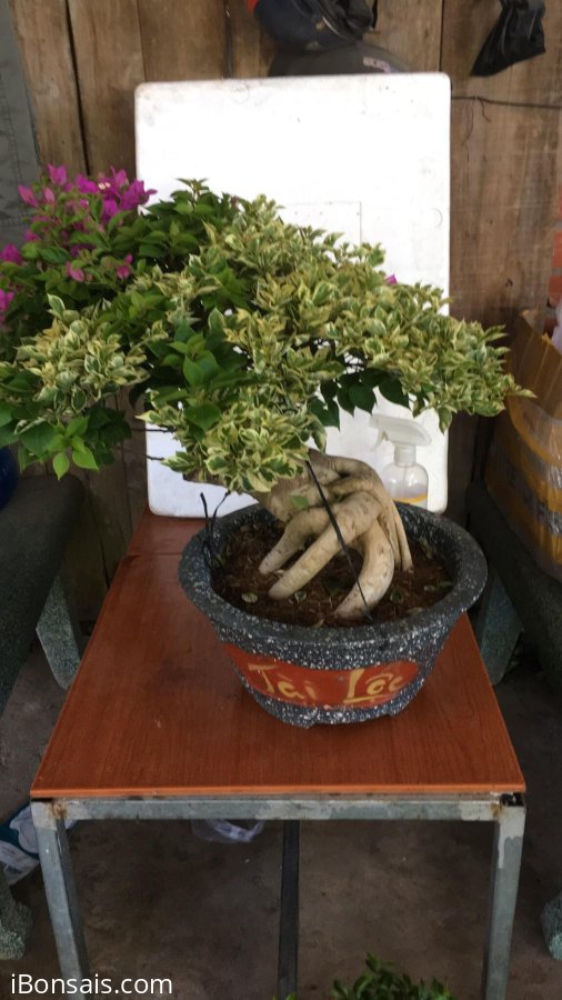 Hoa giấy tím