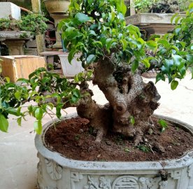 Sanh nam điền giao lưu cả nhà