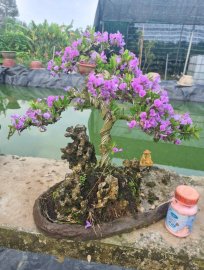 Tiểu cảnh linh sam siêu hoa