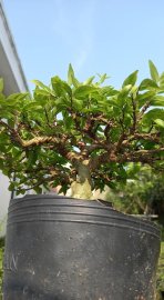 Mai chiếu thủy mini!!!