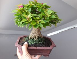 Giấy Mỹ zin...