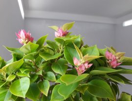 Giấy Mỹ zin...