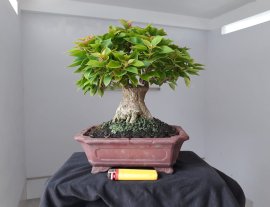Giấy Mỹ zin...