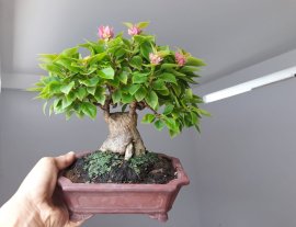 Giấy Mỹ zin...