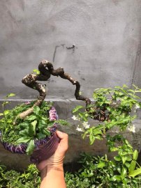 Mai Chiếu Thủy da đen lá lớn