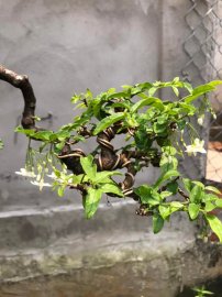 Mai Chiếu Thủy da đen lá lớn