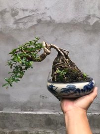 Trà phúc kiến bám đá lâu năm