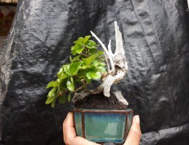 Sam Ngọc lủa zin mini...