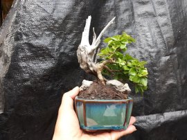 Sam Ngọc lủa zin mini...