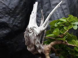 Sam Ngọc lủa zin mini...