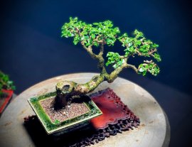 Dacera Vành - Sam Hương