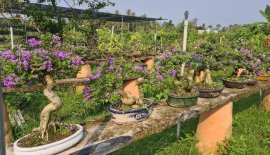 E chỉ còn 5 cây linh sam siêu hoa đang hoa y hình