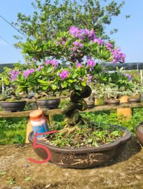 E chỉ còn 5 cây linh sam siêu hoa đang hoa y hình