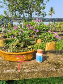 E chỉ còn 5 cây linh sam siêu hoa đang hoa y hình