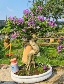 E chỉ còn 5 cây linh sam siêu hoa đang hoa y hình