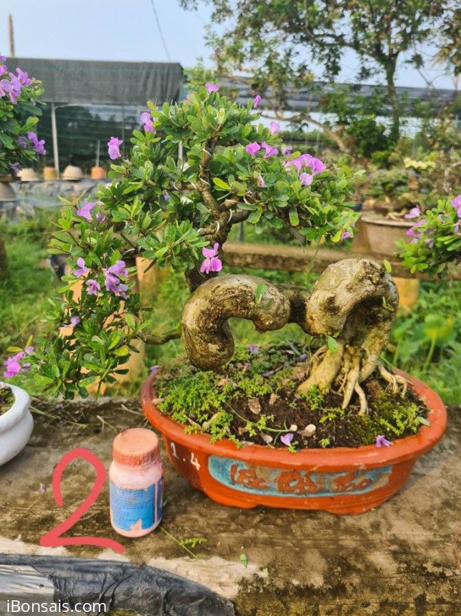 E chỉ còn 5 cây linh sam siêu hoa đang hoa y hình