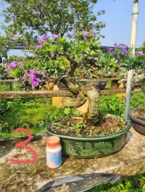 E chỉ còn 5 cây linh sam siêu hoa đang hoa y hình