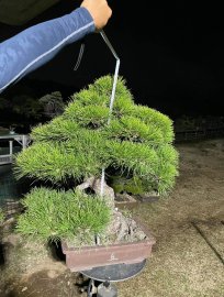Thông đen số 6 về tới vào cuối tháng này ạ.