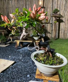 Vài ngày nữa thôi em trở thành hoa hậu Nữ Hoàng Quyên
