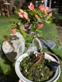 Vài ngày nữa thôi em trở thành hoa hậu Nữ Hoàng Quyên