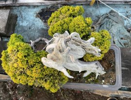 Itoigawa vàng, em vàng hơn khi gặp nắng.
