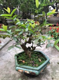 Ổi bon sai Gl ae toàn quốc