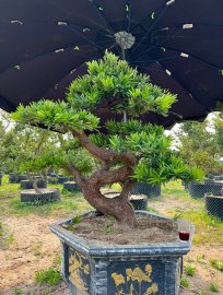 Cs và Gl tới mọi người đôi Tùng long quấn cổ