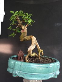 Gl ae giấy mỹ
