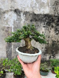 Linh sam lùn lực ấm tàn