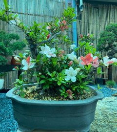 Cụm Quyên giao lưu