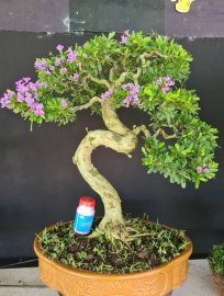 Linh sam siêu hoa rin lắc thân, đã gỡ kẽm