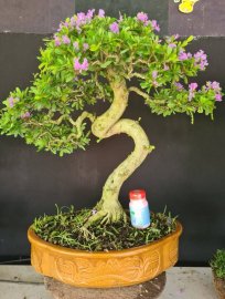 Linh sam siêu hoa rin lắc thân, đã gỡ kẽm