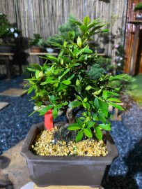 Đổ quyên Nhật giao lưu